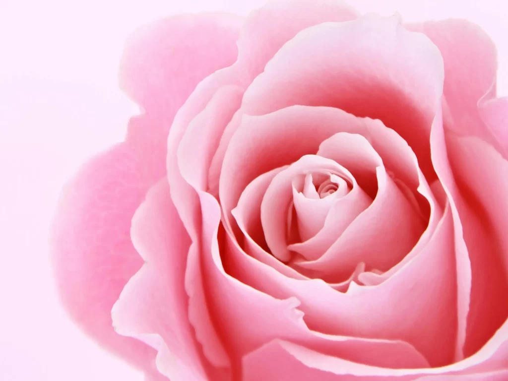 Nahaufnahme einer zartrosa Rose mit weichen Blütenblättern vor einem hellrosa Hintergrund.