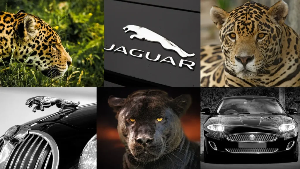 Collage mit Jaguaren und Jaguar-Autos. Enthält Wildtierbilder von Jaguaren und schwarzen Panthern, Jaguar-Logos auf Autos und einen klassischen Jaguar mit Kühlerfigur.